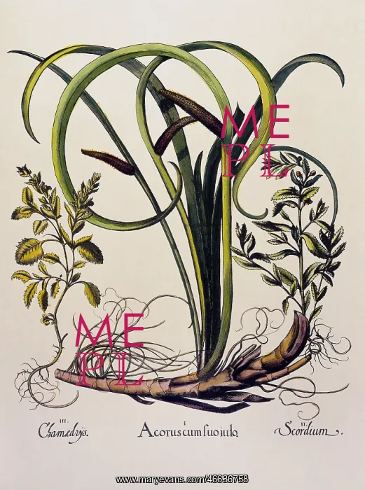 : botany, marsh plants, Acorus, common sweet flag : botany, marsh plants, Acorus, common sweet flag