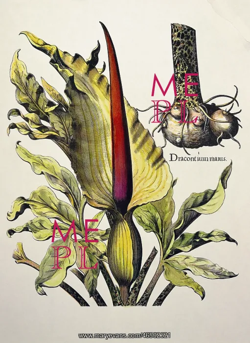 : botany, marsh plants, Calla, bog arum (Calla : botany, marsh plants, Calla, bog arum (Calla