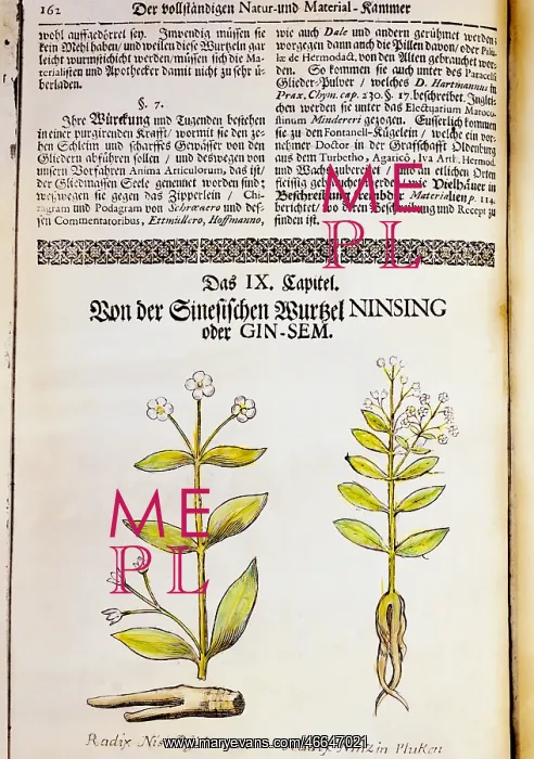 : botany, medicinal plants, ginseng (Panax ginseng) : botany, medicinal plants, ginseng (Panax ginseng)