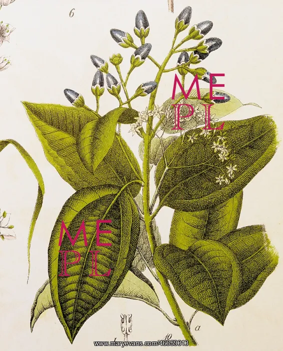 : botany, spices, cinnamon (Cinnamomum), colour : botany, spices, cinnamon (Cinnamomum), colour