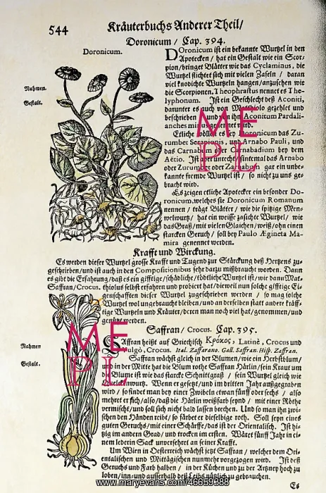 : botany, spices, Doronicum, saffron (Crocus) : botany, spices, Doronicum, saffron (Crocus)