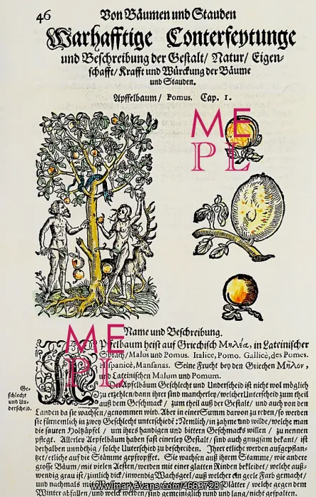 : botany, trees, apple (Malus), woodcut, coloured : botany, trees, apple (Malus), woodcut, coloured