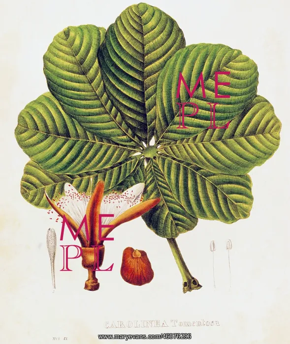: botany, trees, Carolinea Tomentosa, lithograph : botany, trees, Carolinea Tomentosa, lithograph