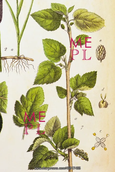 : botany, trees, mulberries (Morus), white mulberry : botany, trees, mulberries (Morus), white mulberry