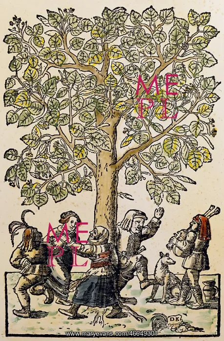: botany, trees, Tilia, woodcut by Daniel Kandel : botany, trees, Tilia, woodcut by Daniel Kandel