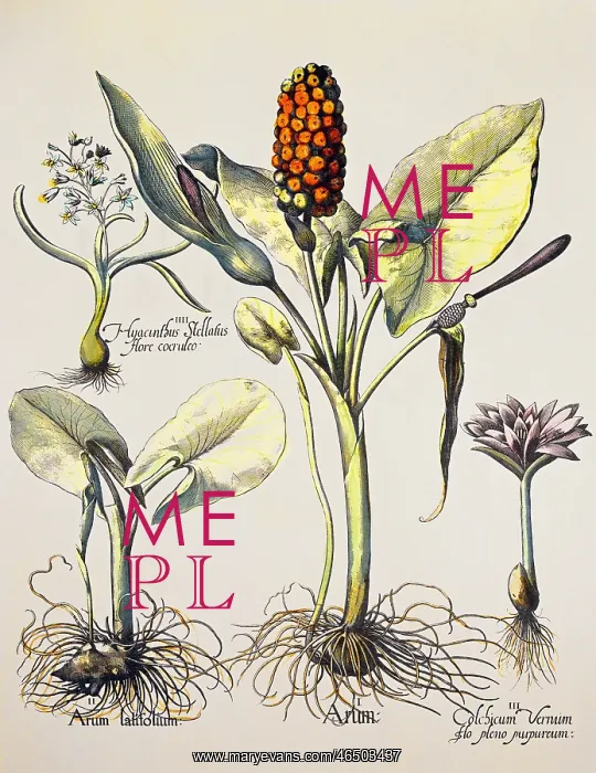 : botany, vegetable, Arum, copper engraving, coloured : botany, vegetable, Arum, copper engraving, coloured