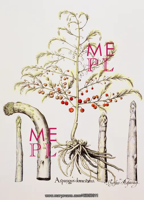 : botany, vegetable, Asparagus, copper engraving : botany, vegetable, Asparagus, copper engraving
