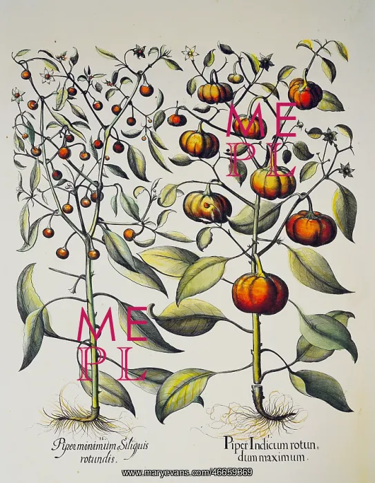 : botany, vegetable, Capsicum annuum, copper engraving : botany, vegetable, Capsicum annuum, copper engraving