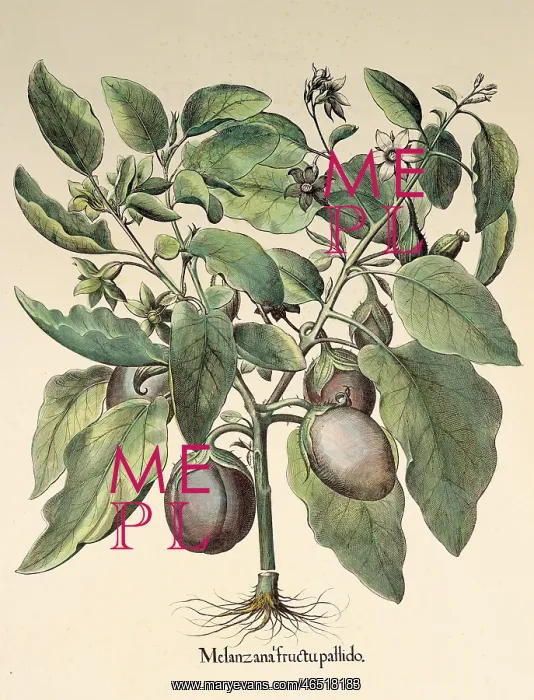 : botany, vegetable, eggplant (Solanum melongena) : botany, vegetable, eggplant (Solanum melongena)