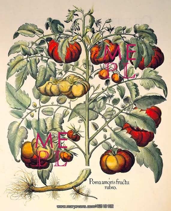 : botany, vegetable, tomato (Solanum lycopersicum) : botany, vegetable, tomato (Solanum lycopersicum)