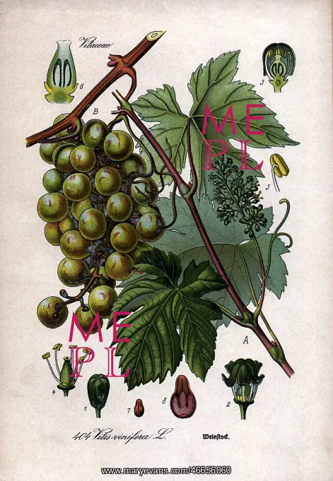  : botany, vine, Common Grape Vine (Vitis vinifera)