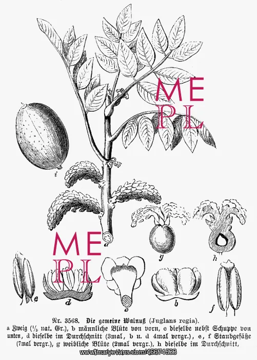 : botany, walnut tree (Juglans), Persian Walnut : botany, walnut tree (Juglans), Persian Walnut