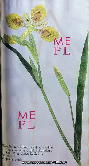 : botany, yellow iris, Iris corollis imberbibus : botany, yellow iris, Iris corollis imberbibus