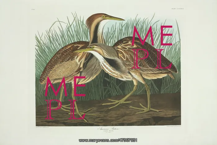 : Botaurus lentiginosus, American bittern : Botaurus lentiginosus, American bittern