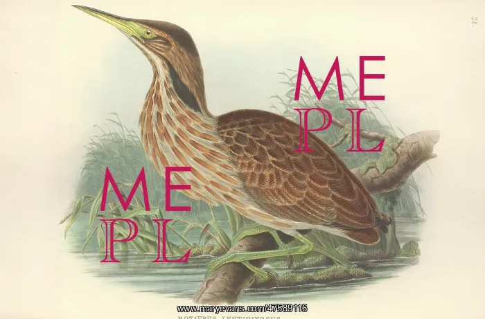 : Botaurus lentiginosus, American bittern : Botaurus lentiginosus, American bittern