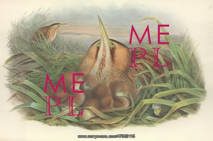 : Botaurus stellaris, Eurasian bittern : Botaurus stellaris, Eurasian bittern