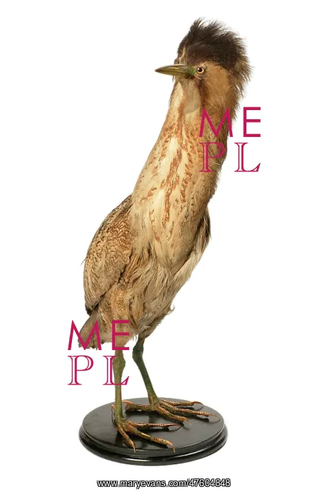  : Botaurus stellaris, great bittern