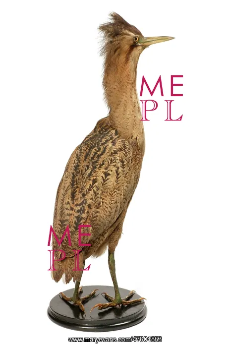  : Botaurus stellaris, great bittern