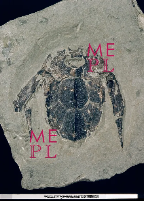 : Bothriolepis canadensis, armoured fossil fish : Bothriolepis canadensis, armoured fossil fish