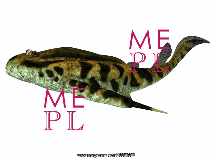 : Bothriolepis fish, side profile : Bothriolepis fish, side profile