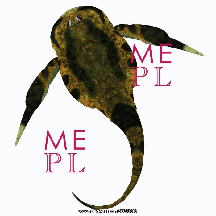 : Bothriolepis fish on white background : Bothriolepis fish on white background