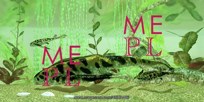  : Bothriolepis, a freshwater bottom feeder from the Devonian ?