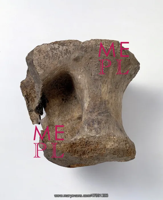 : Bothriospondylus madagascariensis : Bothriospondylus madagascariensis