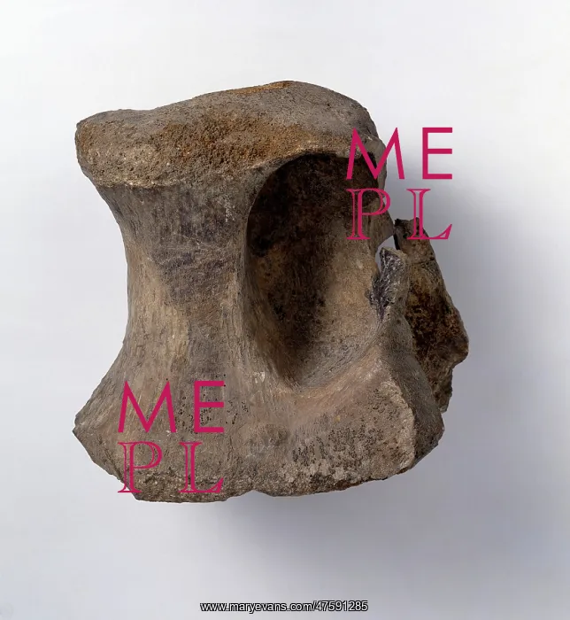 : Bothriospondylus madagascariensis : Bothriospondylus madagascariensis