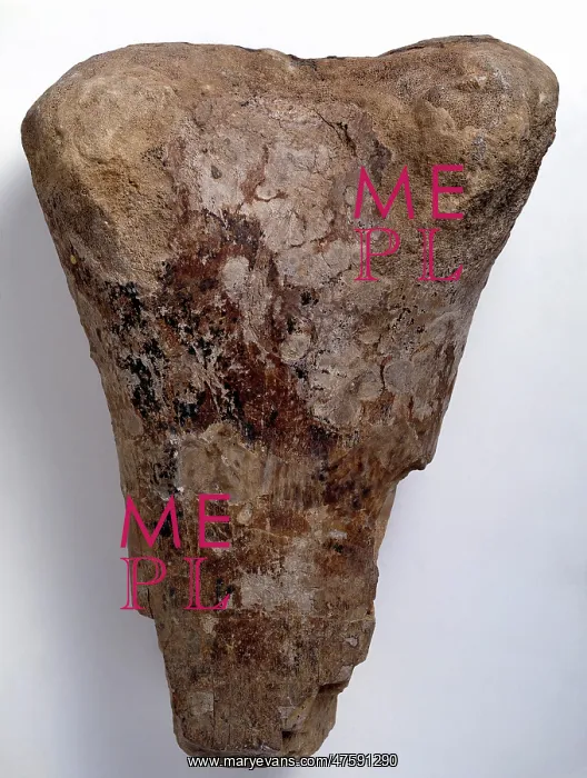 : Bothriospondylus madagascariensis : Bothriospondylus madagascariensis