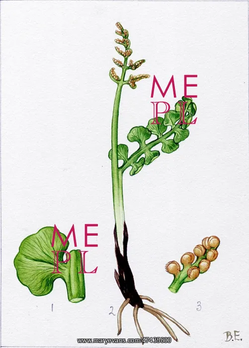  : Botrychium lunaria