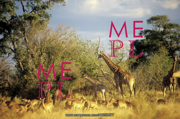 : Botswana, edge of Okanvango Delta: Bush veld and wild : Botswana, edge of Okanvango Delta: Bush veld and wild