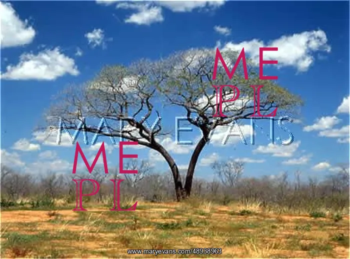  : BOTSWANA / SHAKAWE / TREE