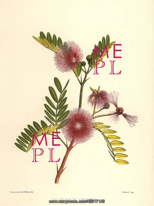 : Bottlebrush, Callistemon linearis : Bottlebrush, Callistemon linearis