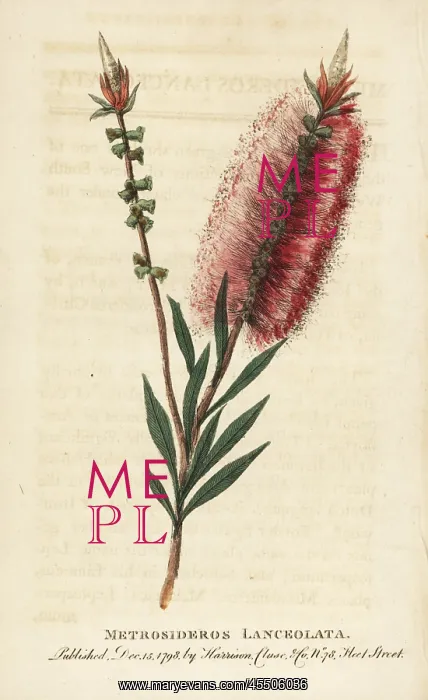 : Bottlebrush flower, Callistemon lanceolatus : Bottlebrush flower, Callistemon lanceolatus