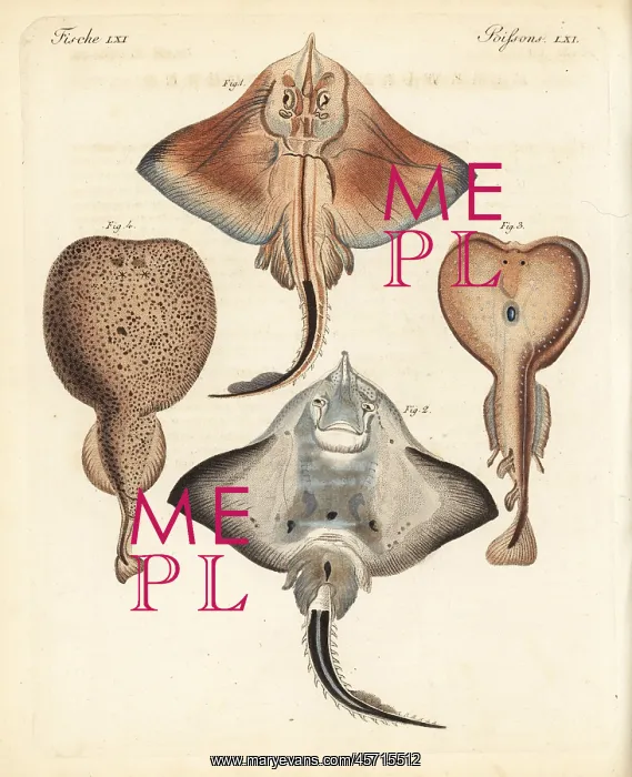 : Bottlenose skate and electric rays : Bottlenose skate and electric rays