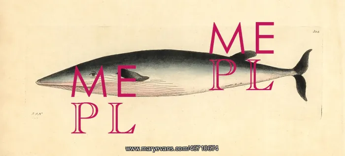 : Bottlenose whale, Hyperoodon ampullatus : Bottlenose whale, Hyperoodon ampullatus