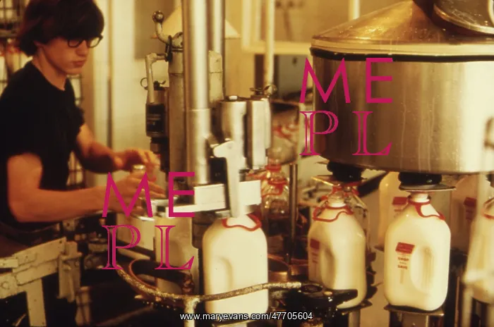: Bottling Milk, 1970s : Bottling Milk, 1970s