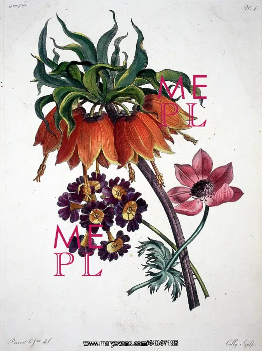  : Bouquet of flowers - Corona, Auricula
