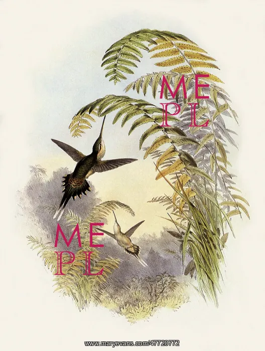 : Bourcier's Hermit, PhaEothornis Bourcieri : Bourcier's Hermit, PhaEothornis Bourcieri
