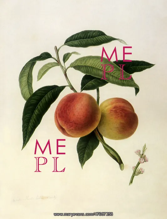  : Bourdine Peaches