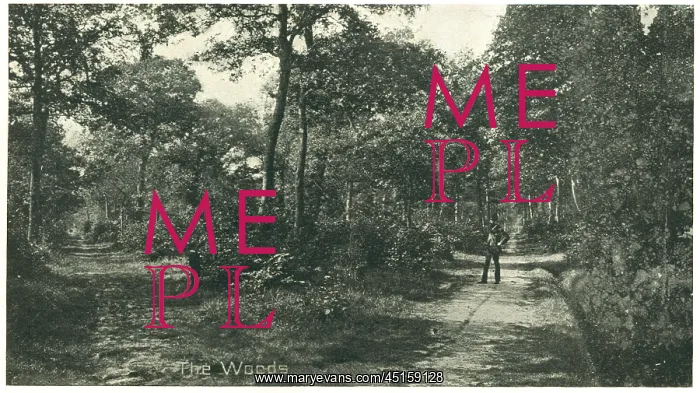 : Bourne Woods, Lincolnshire : Bourne Woods, Lincolnshire