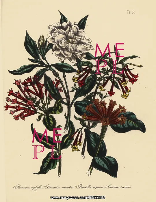 : Bouvardia, burchellia and jasmine species : Bouvardia, burchellia and jasmine species