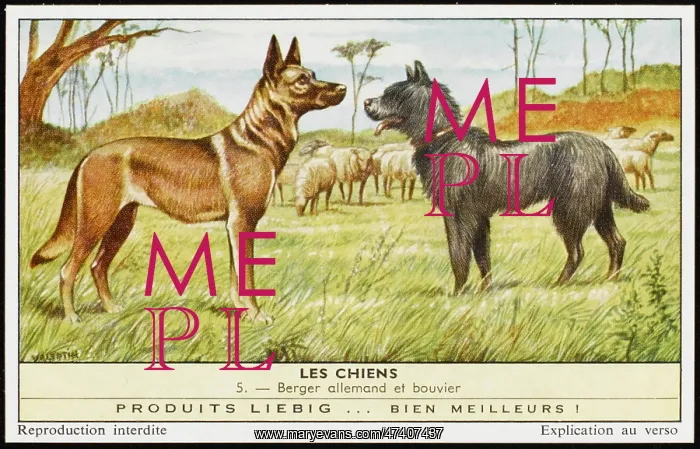 : BOUVIER & GERMAN SHEP : BOUVIER & GERMAN SHEP