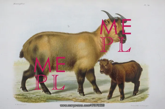 : Bovidae (family), bovid : Bovidae (family), bovid