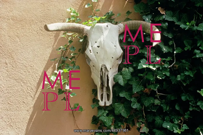 : Bovine Skull Hanging on Adobe Wall Beside Climbing : Bovine Skull Hanging on Adobe Wall Beside Climbing