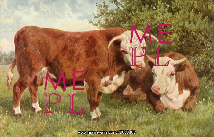  : Two Bovines in Pasture