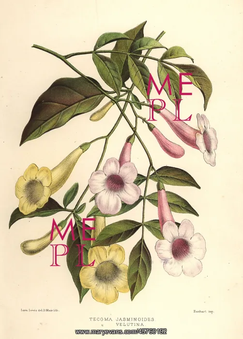 : Bower of beauty, Pandorea jasminoides, and : Bower of beauty, Pandorea jasminoides, and