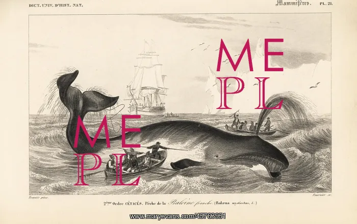 : Bowhead whale, Balaena mysticetus : Bowhead whale, Balaena mysticetus