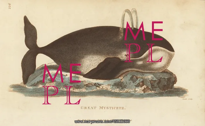 : Bowhead whale, Balaena mysticetus : Bowhead whale, Balaena mysticetus