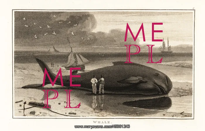 : Bowhead whale, Balaena mysticetus, beached on the shore : Bowhead whale, Balaena mysticetus, beached on the shore